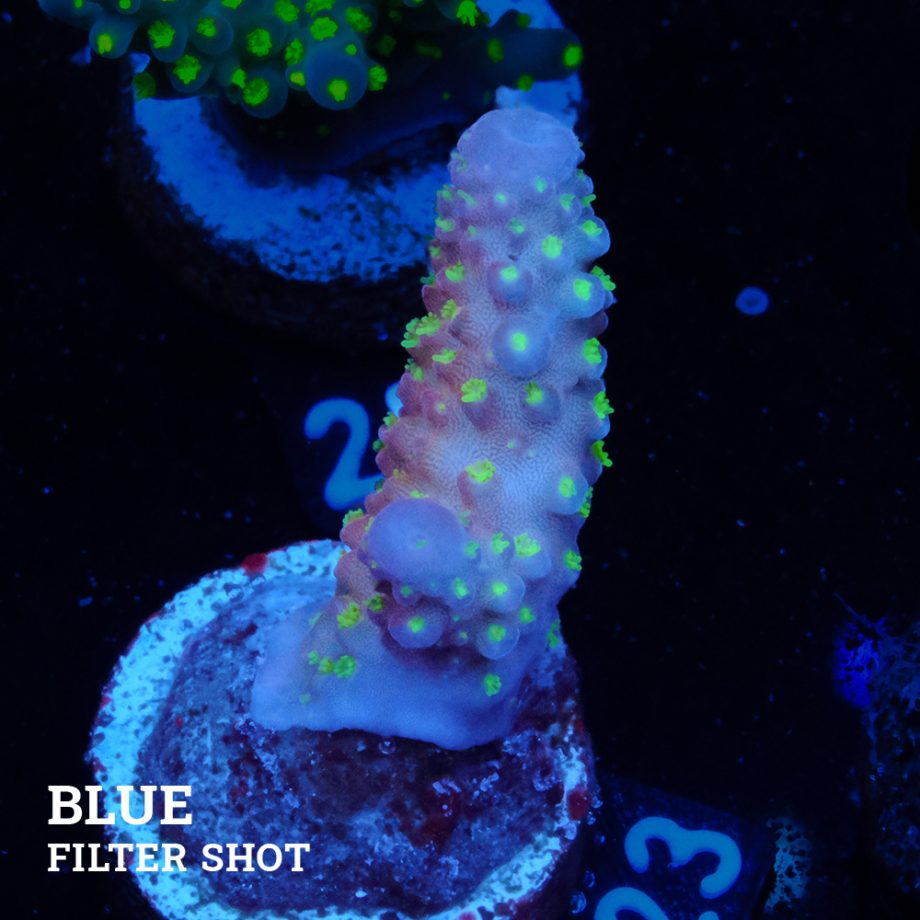 Acropora Gimmifera 'Rainbow' (Arco iris)