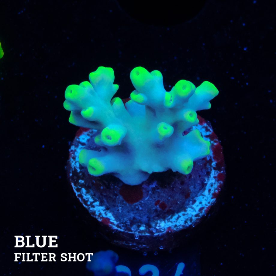 Acropora 'Blue & Green Tips'