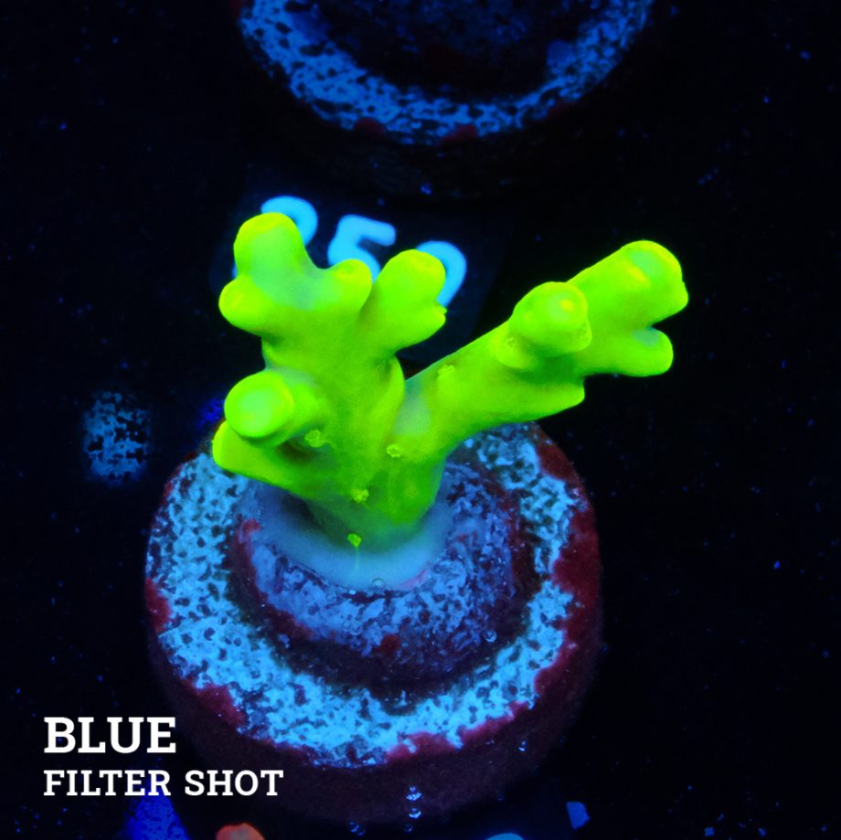 Acropora Lokani
