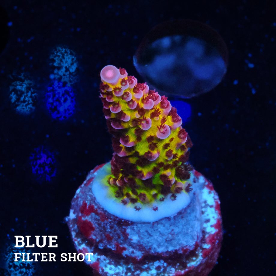 Acropora 'Flou Bicolour' (flúor bicolor)