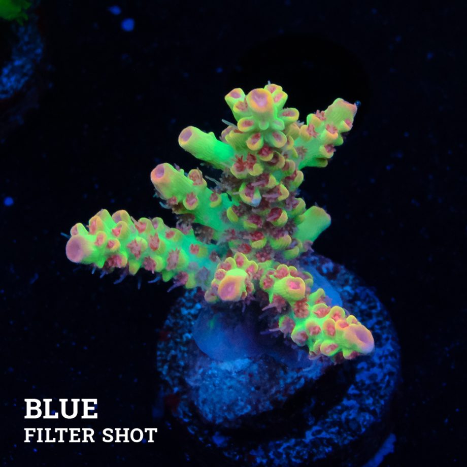 Acropora Microklados 'SSC'