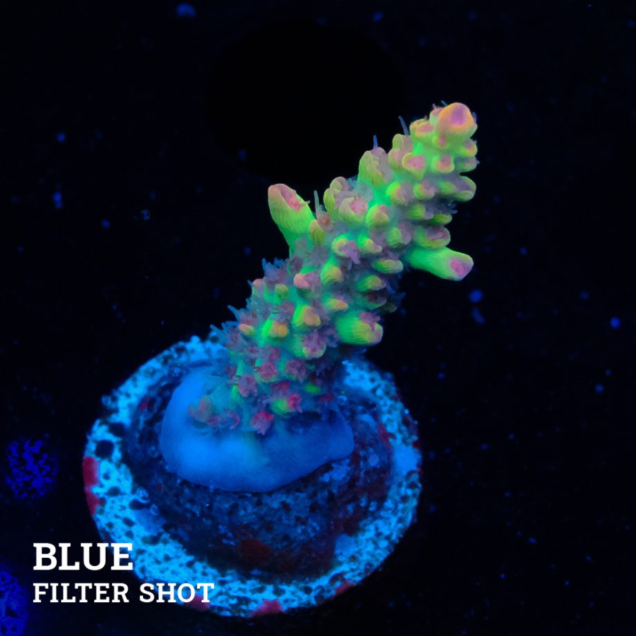 Acropora Microklados 'SSC'