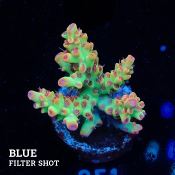 Acropora Microklados 'SSC'