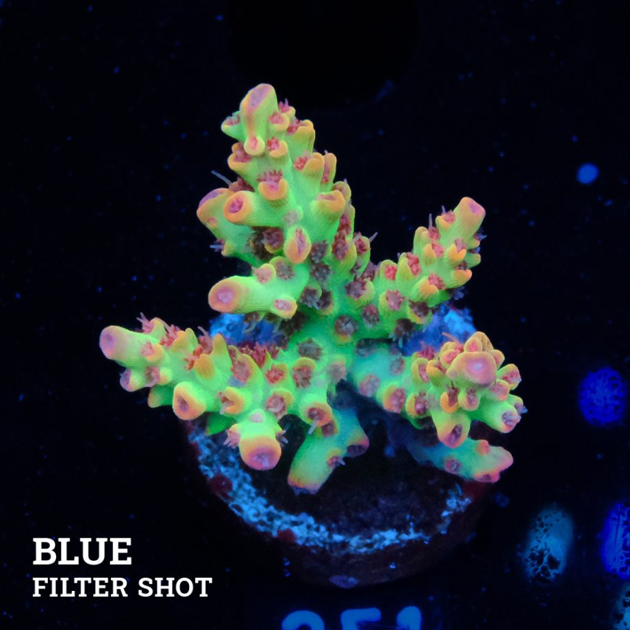 Acropora Microklados 'SSC'