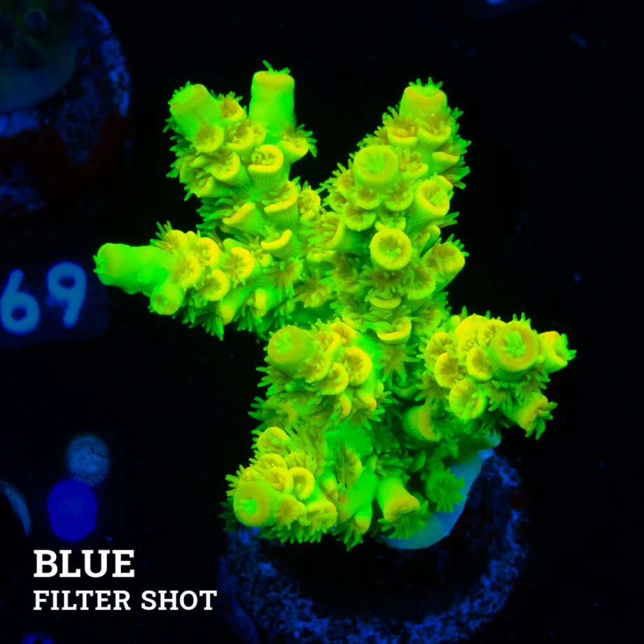 Acropora Tenuis 'Vert fluo