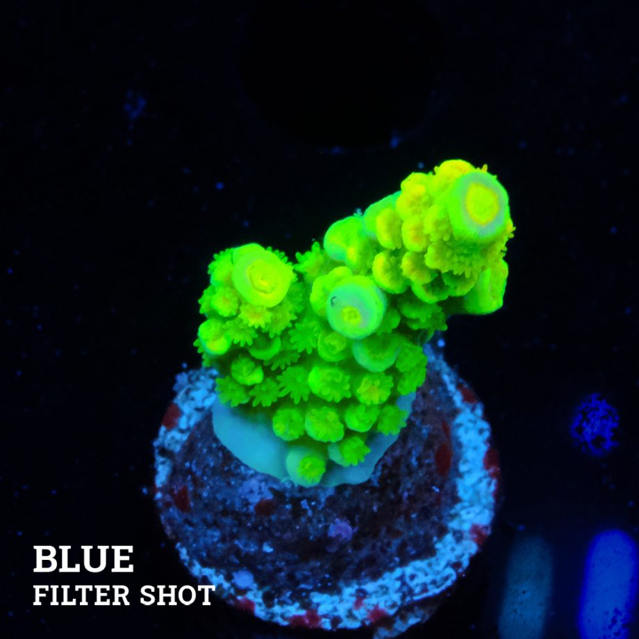 Acropora Tenuis 'Vert fluo