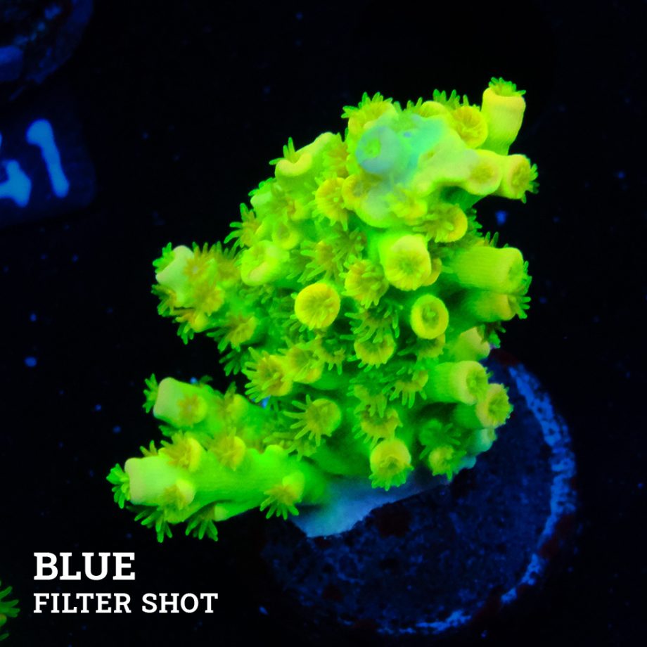 Acropora Tenuis 'Neon Green' (Verde neón)