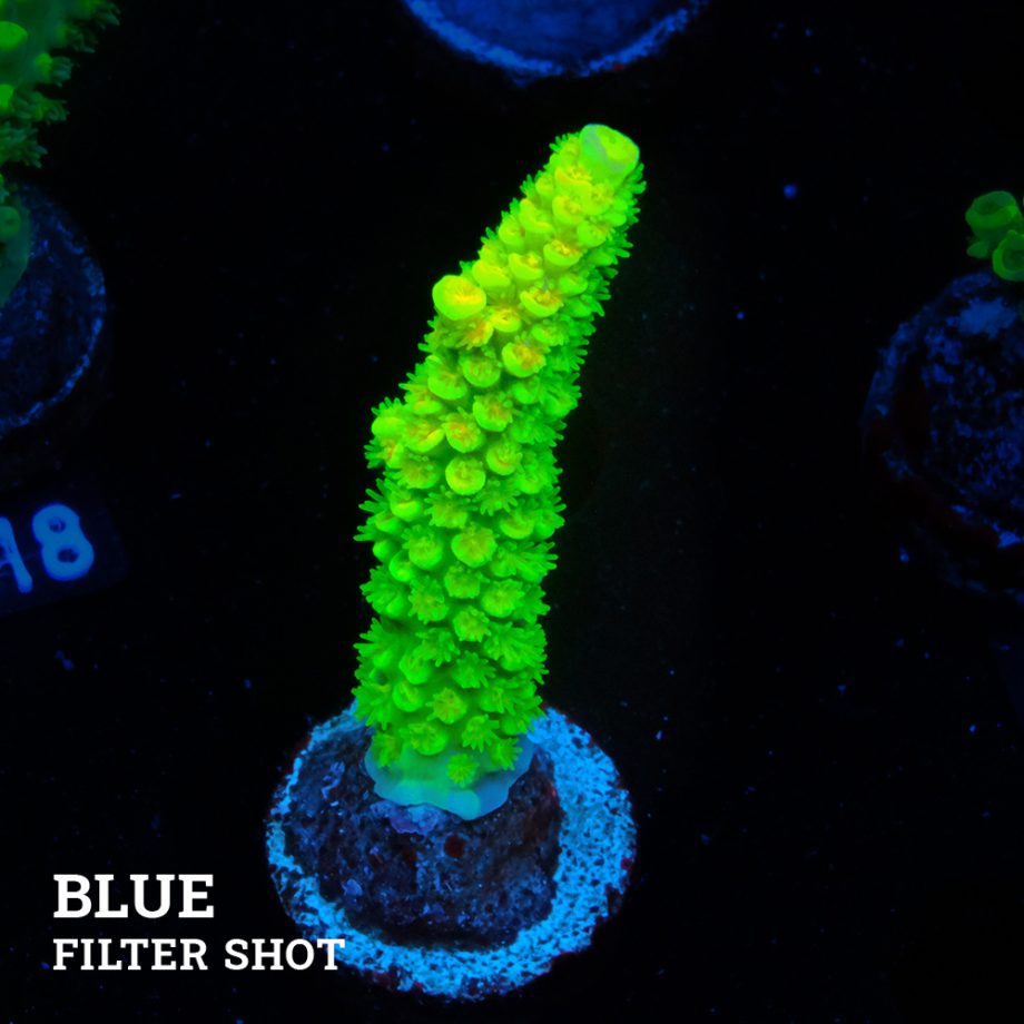 Acropora Tenuis 'Neon Green' (Verde neón)