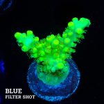 Acropora Aculeus
