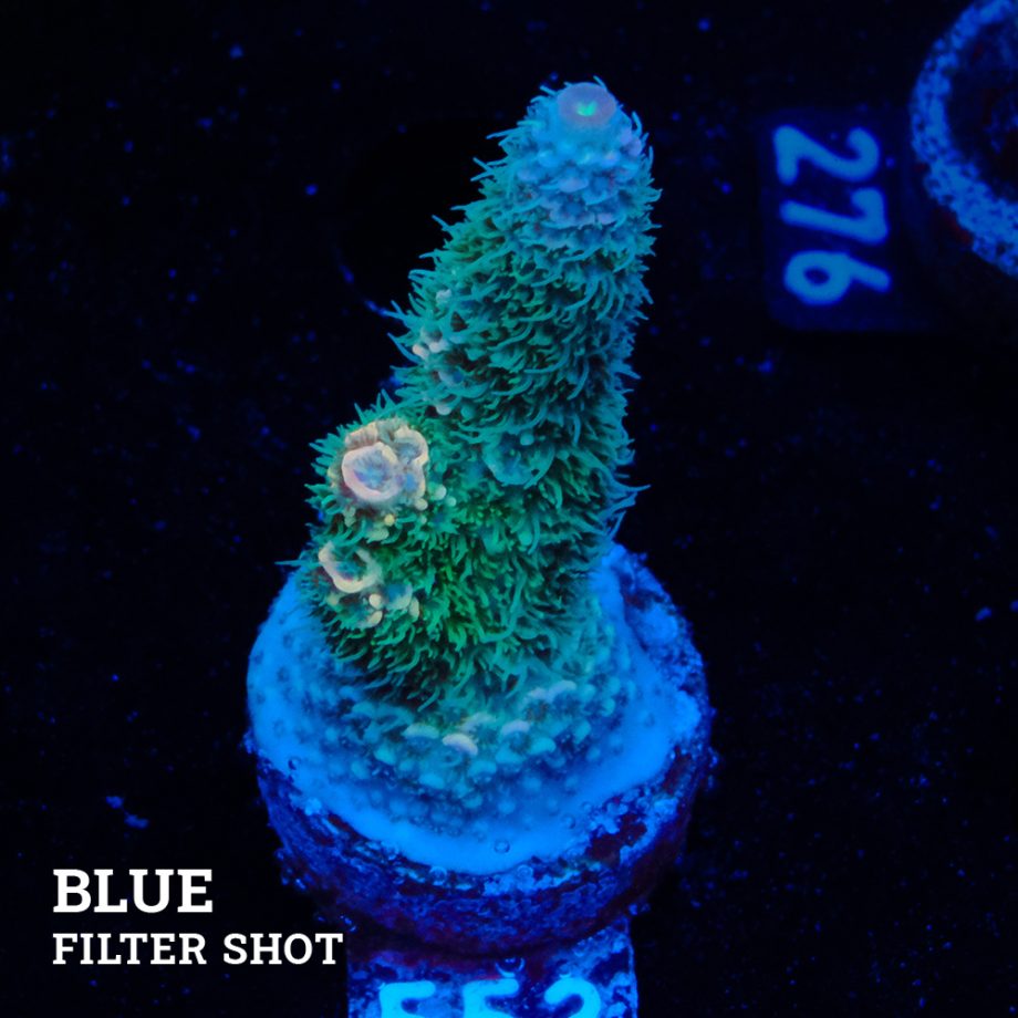 Acropora Millepora 'Pastel Rainbow' (Arco iris pastel)