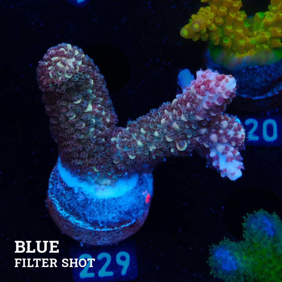 Acropora Aspera 'Grizzley'