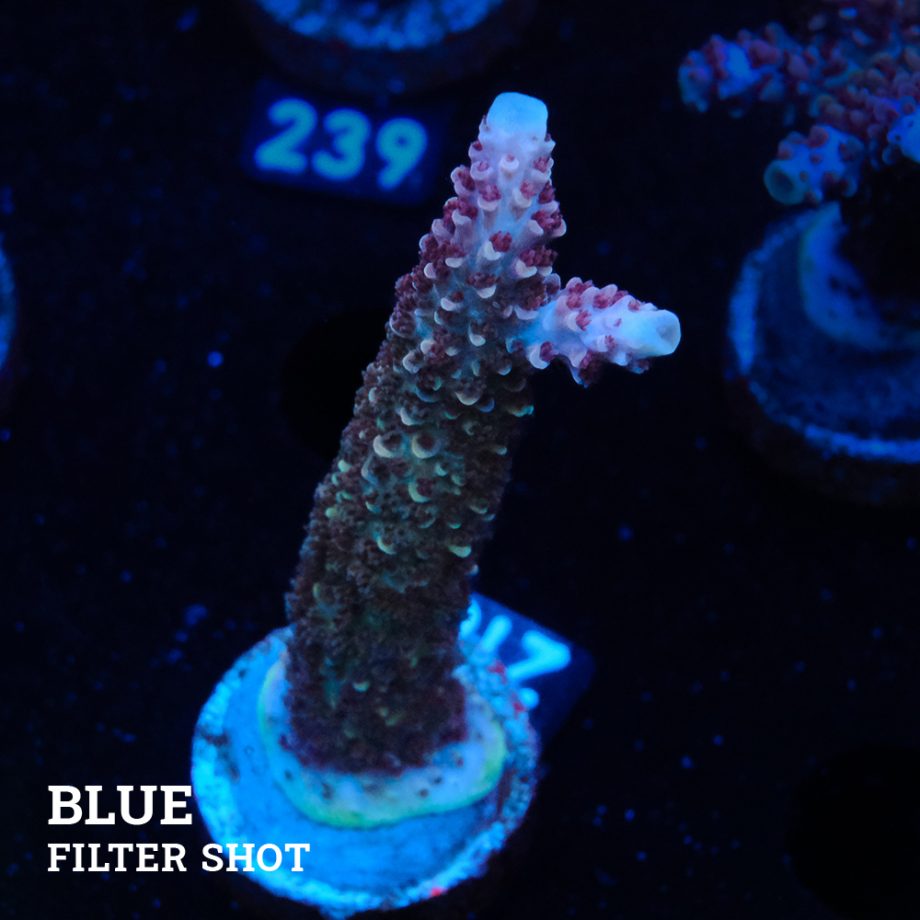 Acropora Aspera 'Grizzley'