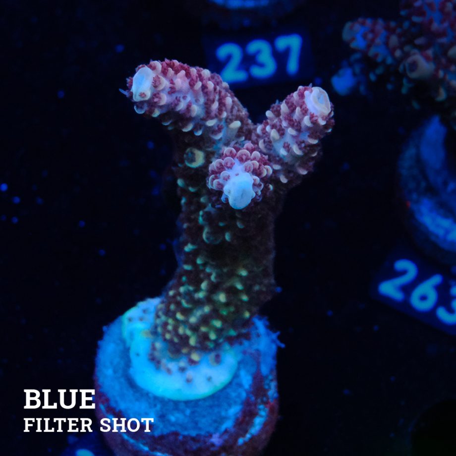 Acropora Aspera 'Grizzley'