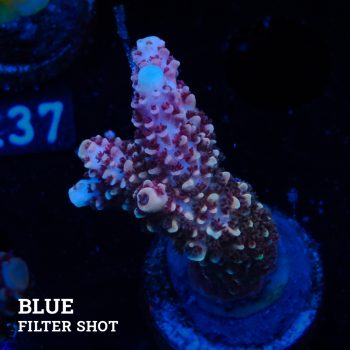 Acropora Aspera 'Grizzley'