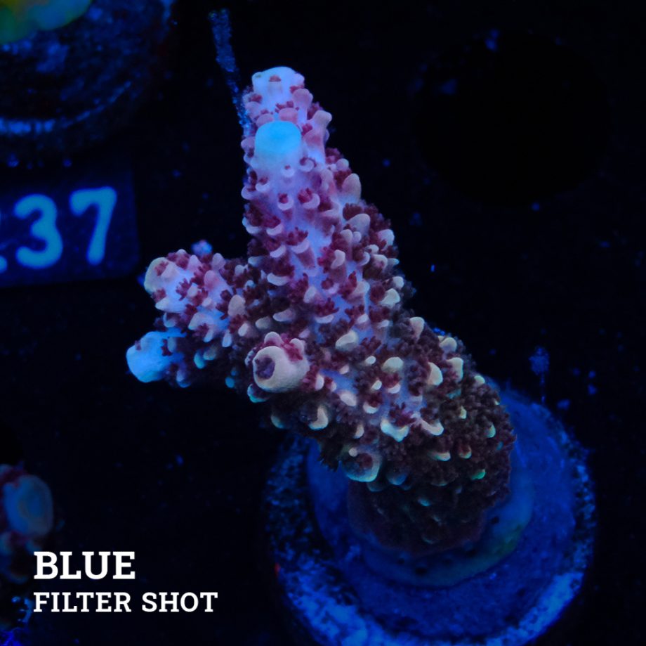 Acropora Aspera 'Grizzley'