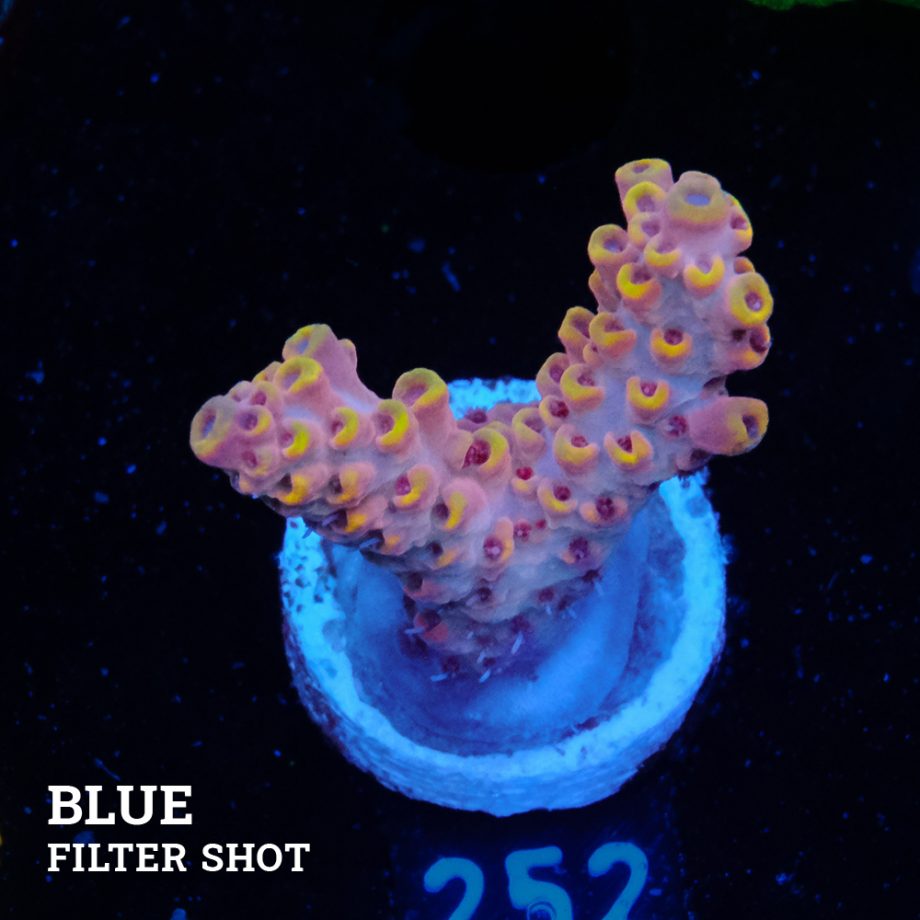 Acropora Rosaria 'Orange Tips'