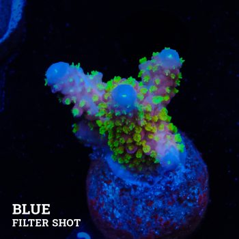 Acropora Gimmifera 'Rainbow' (Arco iris)