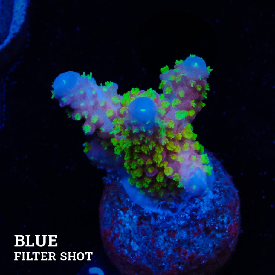 Acropora Gimmifera 'Rainbow'