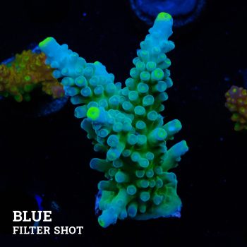 Acropora Austera 'Yellow Tips'