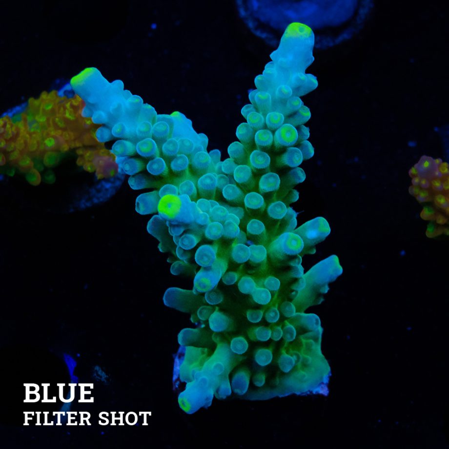Acropora Austera 'Yellow Tips'