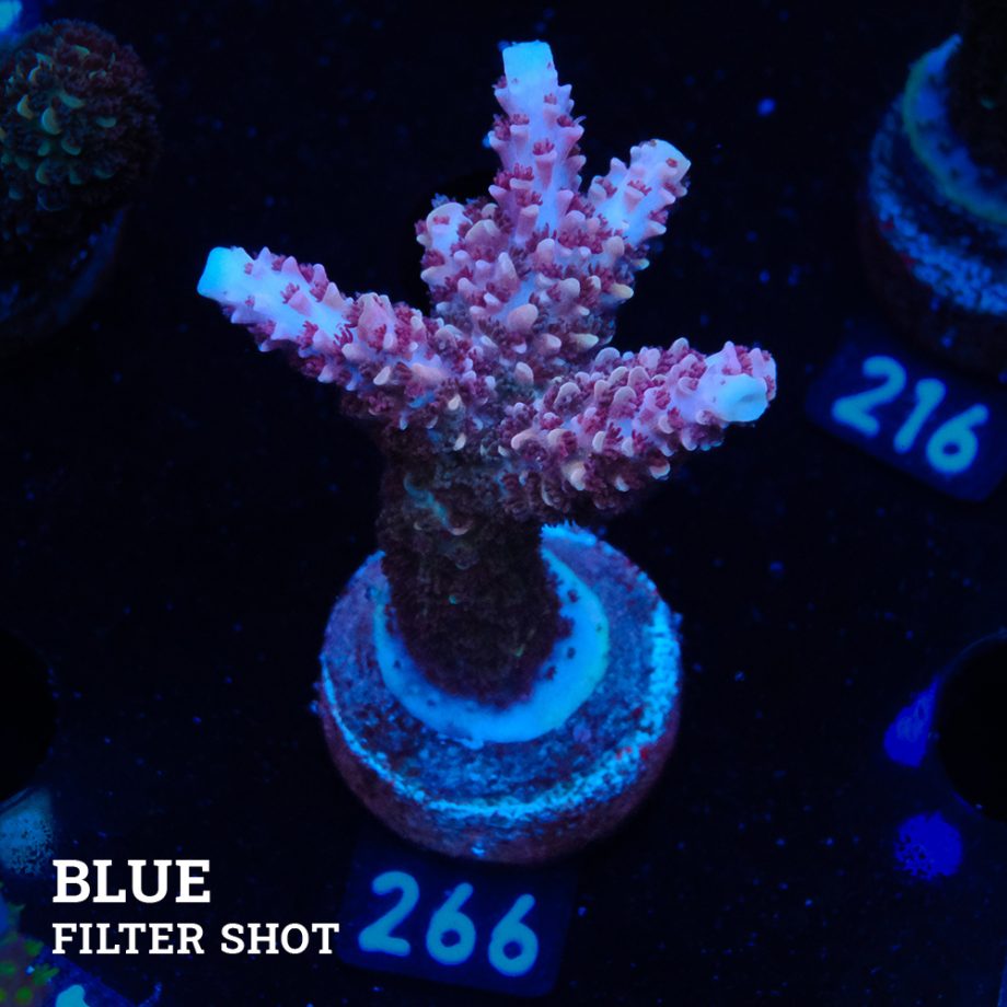 Acropora Aspera 'Grizzley'