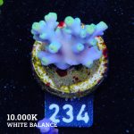 Acropora 'Blue & Green Tips'