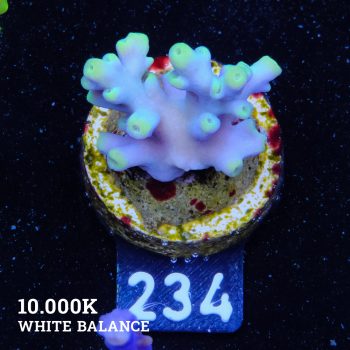 Acropora 'Blue & Green Tips'