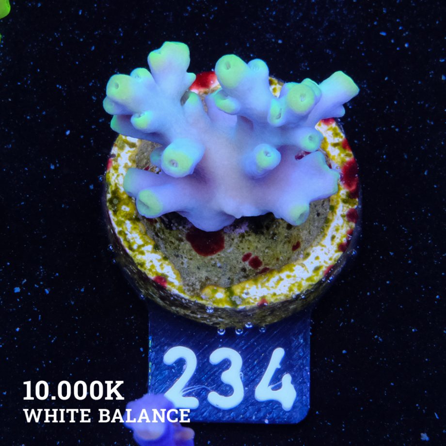 Acropora 'Blue & Green Tips'