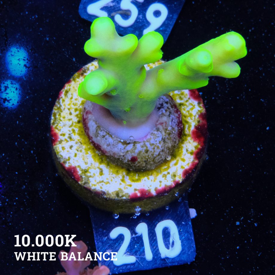 Acropora Lokani