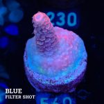 Acropora Millepora B-Ware