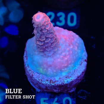 Acropora Millepora B-Ware