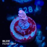 Acropora Tenuis B-Ware