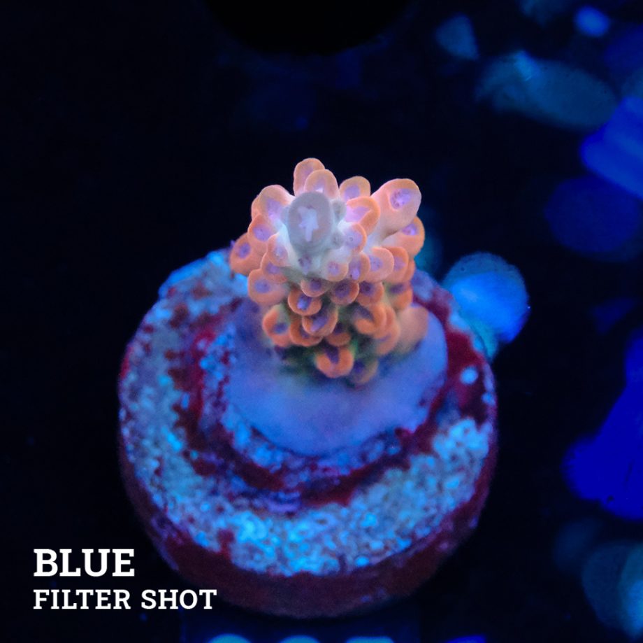 Acropora 'Rose'