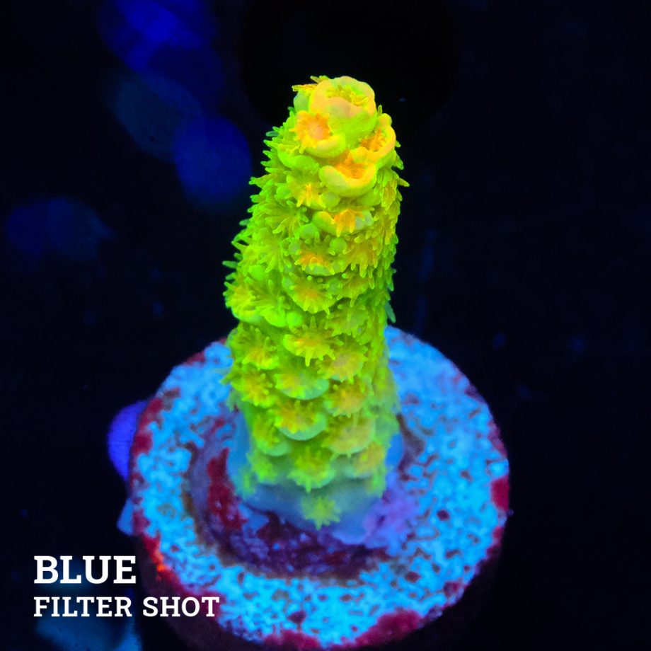 Acropora Tenuis 'Indo Green' (verde)