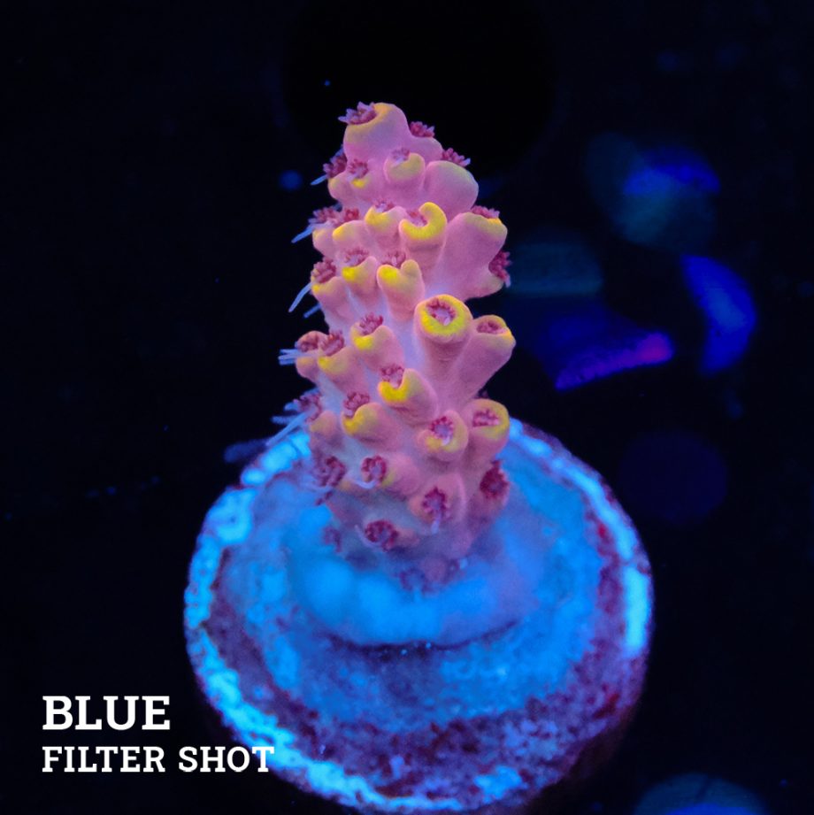 Acropora Rosaria 'Orange Tips'