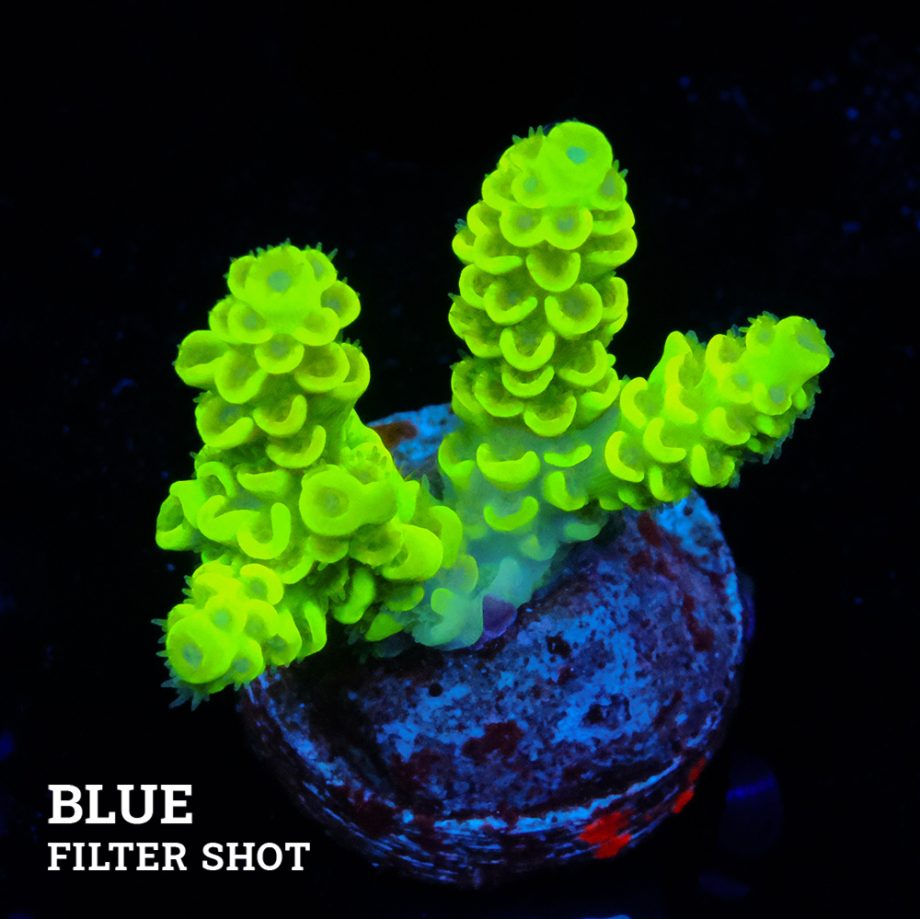 Acropora Tenuis 'Light Green'