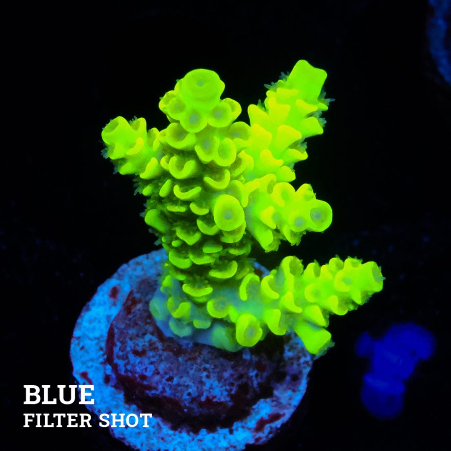 Acropora Tenuis 'Light Green'