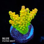 FM Sour Patch