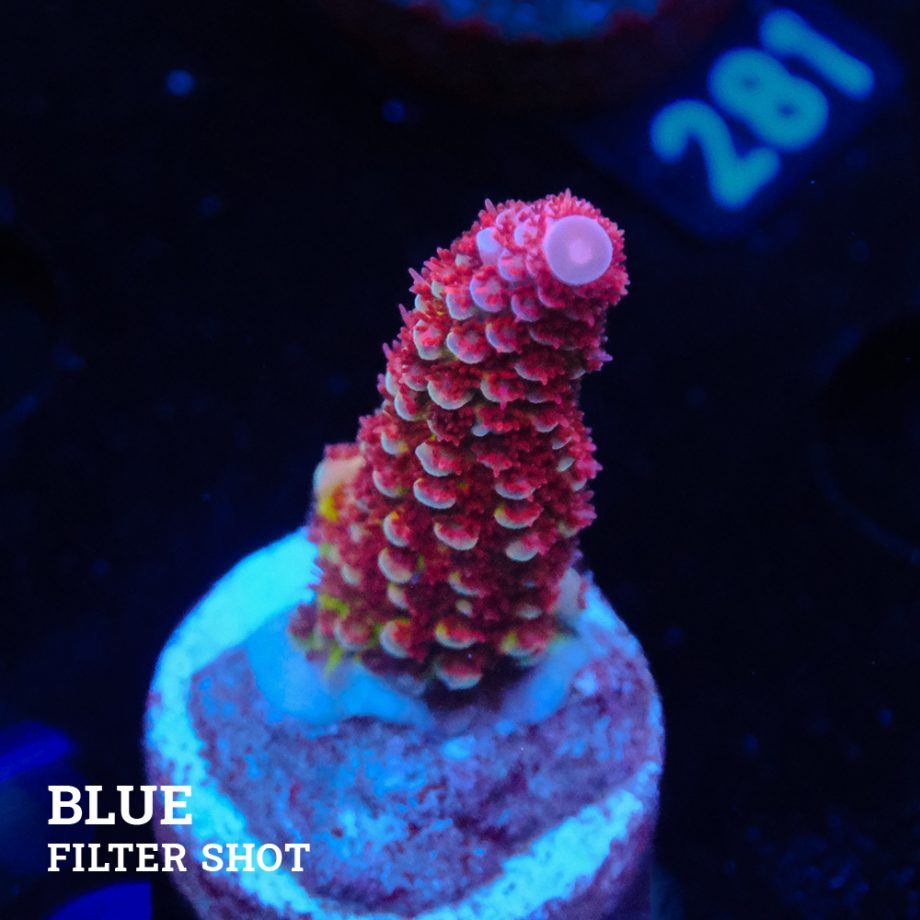 Acropora 'Fluo Bicolor II'