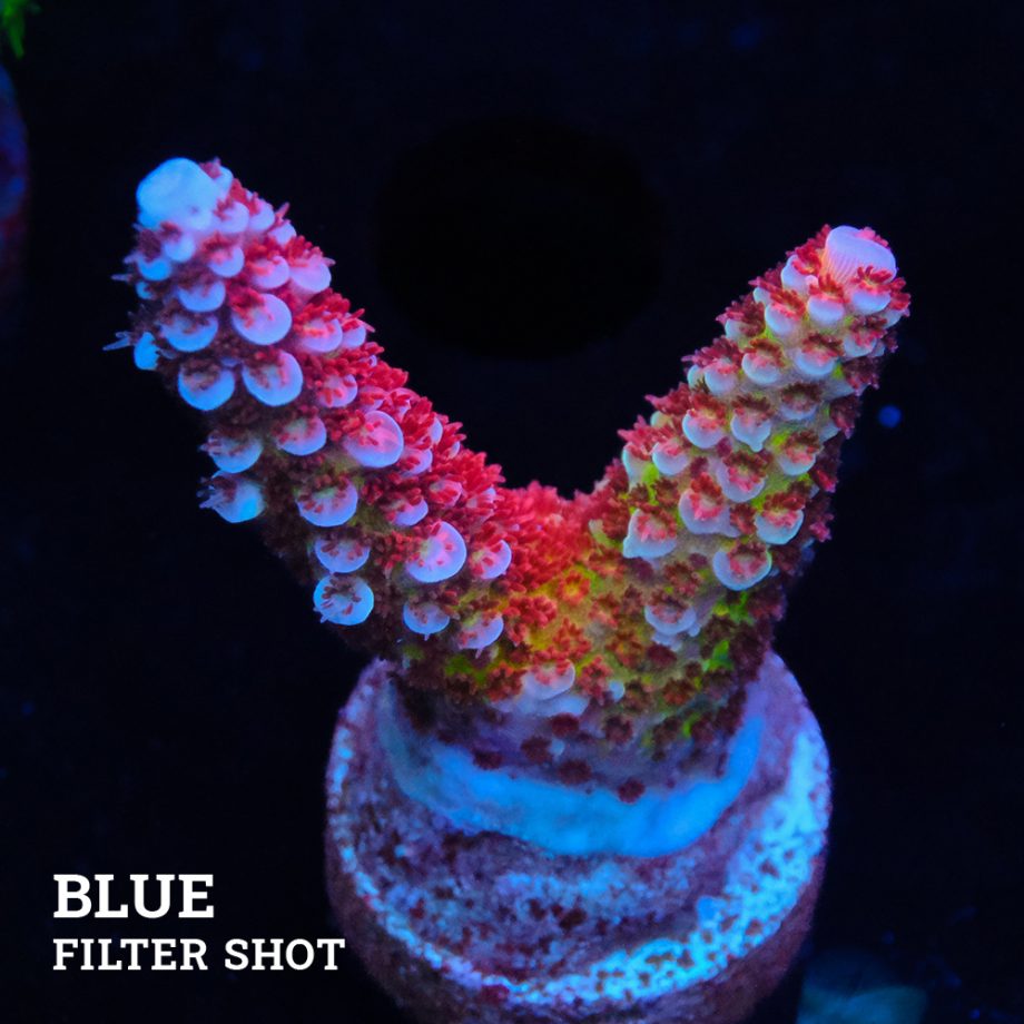 Acropora 'Fluo Bicolor II'