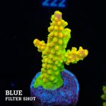 FM Sour Patch