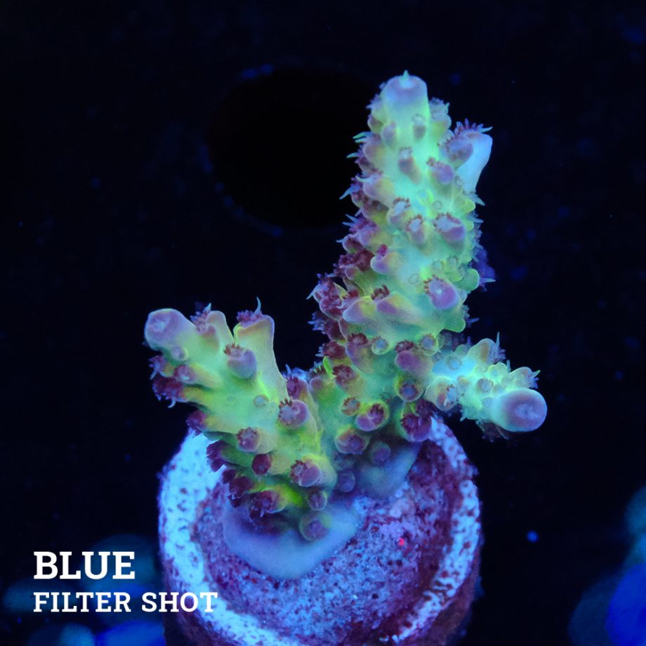 Acropora "Aussi Fluo