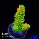 Acropora Tenuis 'Indo Green'