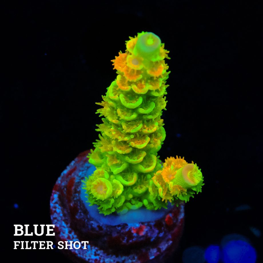 Acropora Tenuis 'Indo Green'
