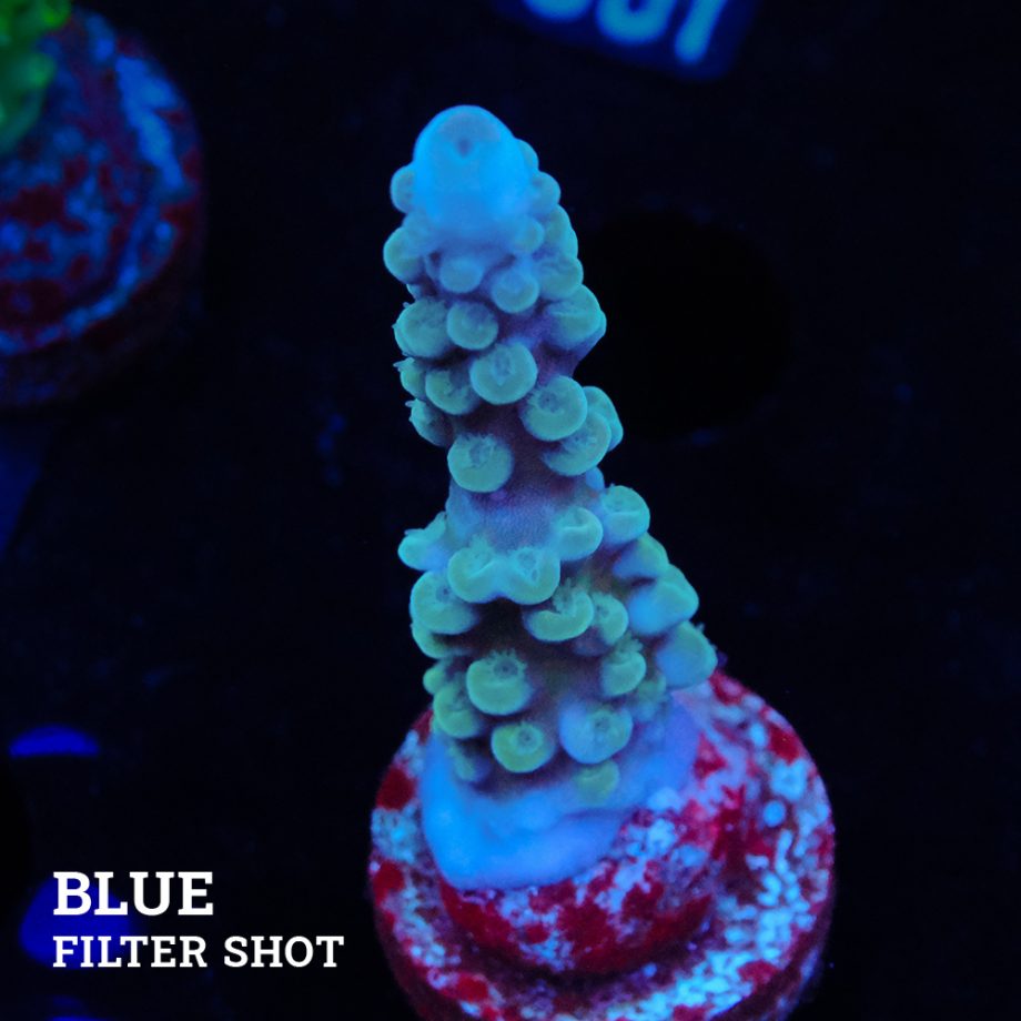 Acropora Gomezi