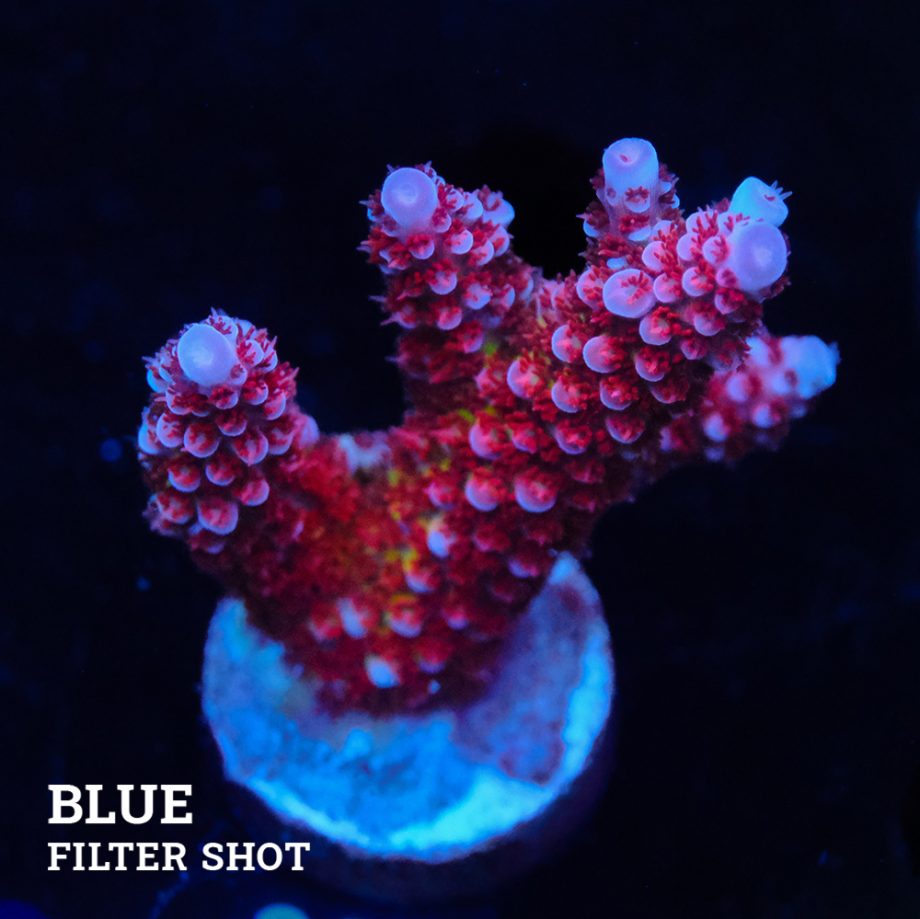 Acropora 'Fluo Bicolor II'