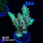 Acropora 'Aussi Fluo'