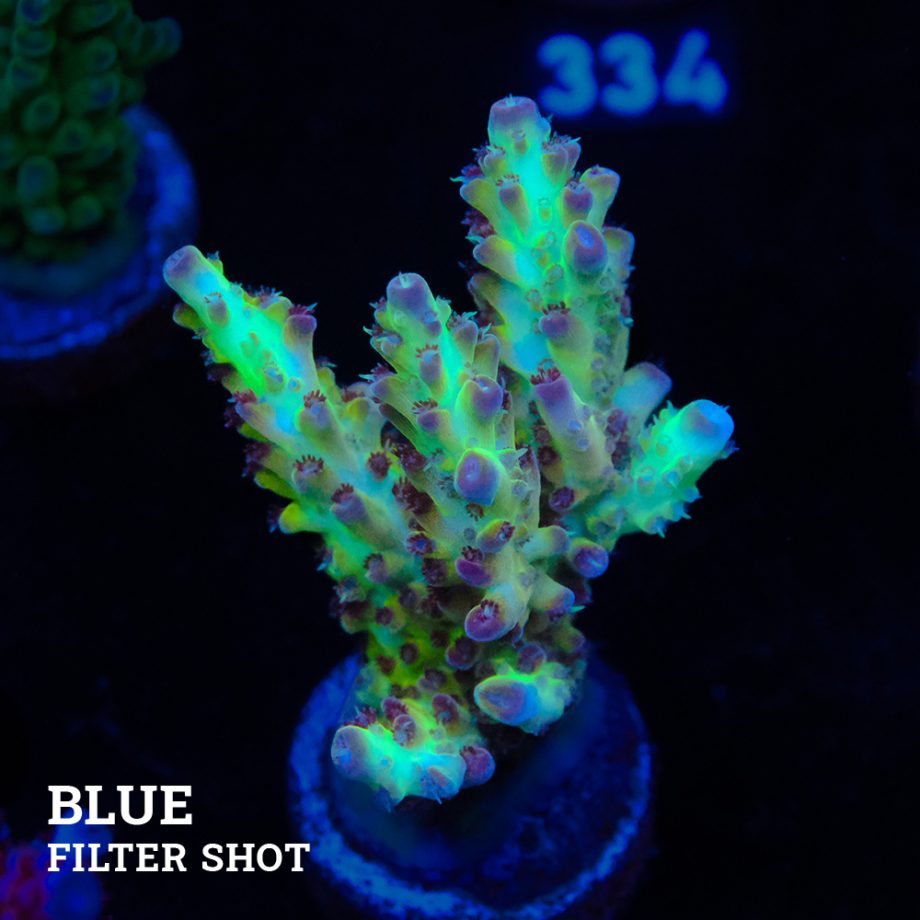 Acropora "Aussi Fluo