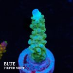 TK Purple Tips Stag