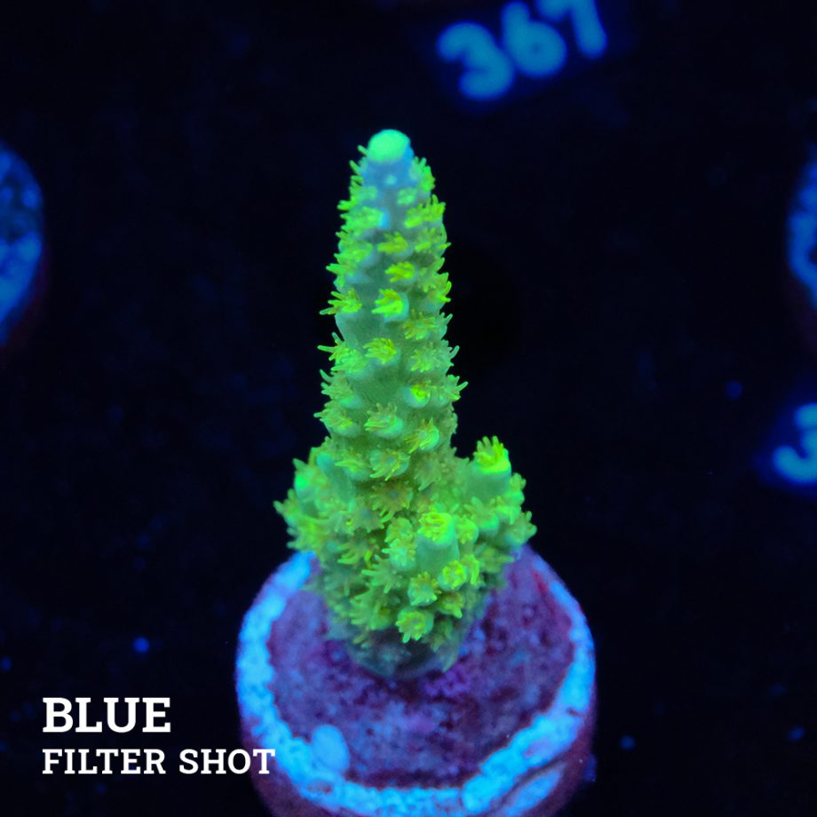 Acropora Chesterfieldensis